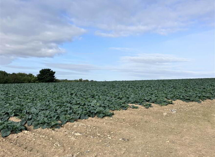 22 Acres At, The Brae, Ballygowan, BT23 5TJ