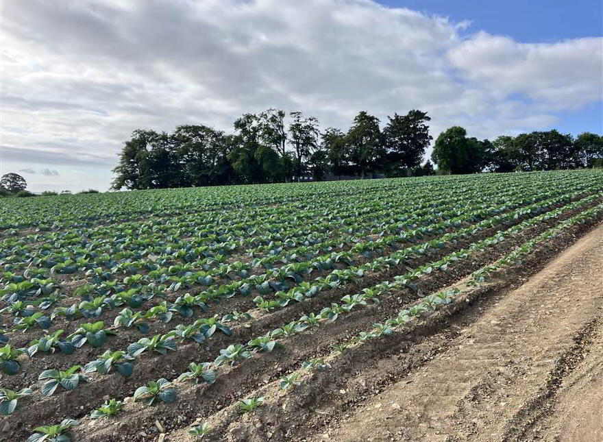 22 Acres At, The Brae, Ballygowan, BT23 5TJ