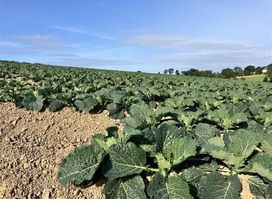 22 Acres At, The Brae, Ballygowan, BT23 5TJ