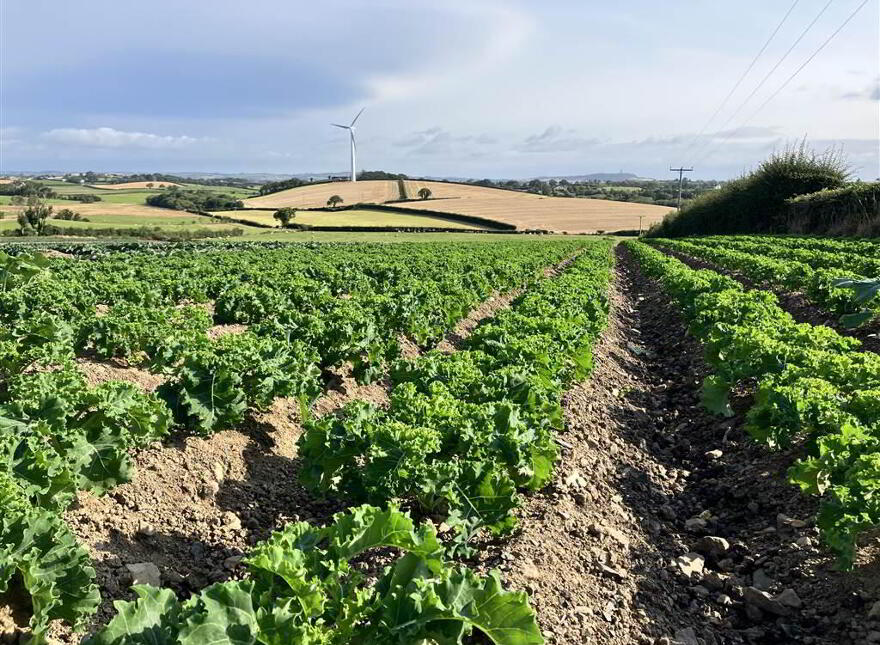 22 Acres At, The Brae, Ballygowan, BT23 5TJ