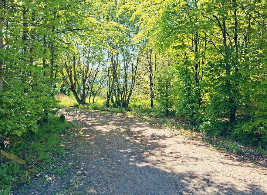 Portagaria Wood, Leggs, BT93 2BG