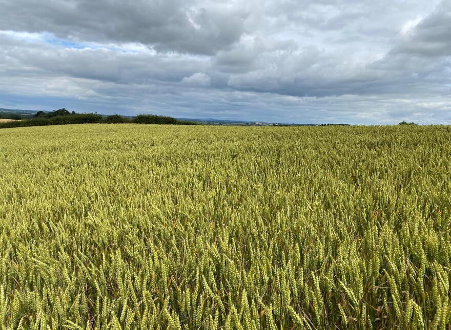 High Quality Arable Lands, Junction Of, Ballynoe Road & Old Course...Downpatrick, BT30 8AJ photo
