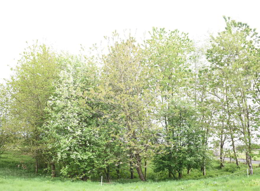 113 & 113a Baronscourt Road, Drumquin, Omagh, BT78 4TB