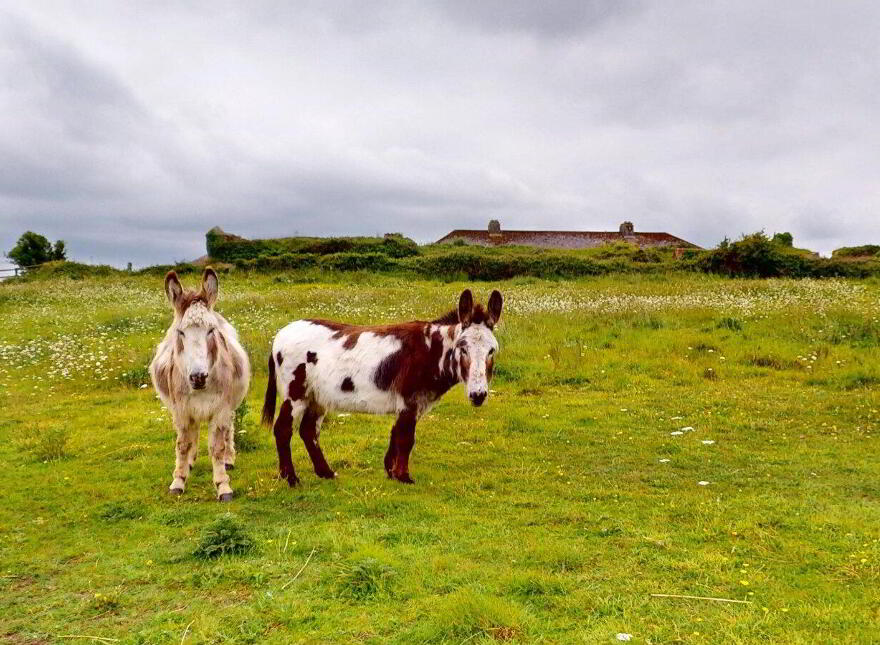 The Moorings, Duncannon, Y34EC99
