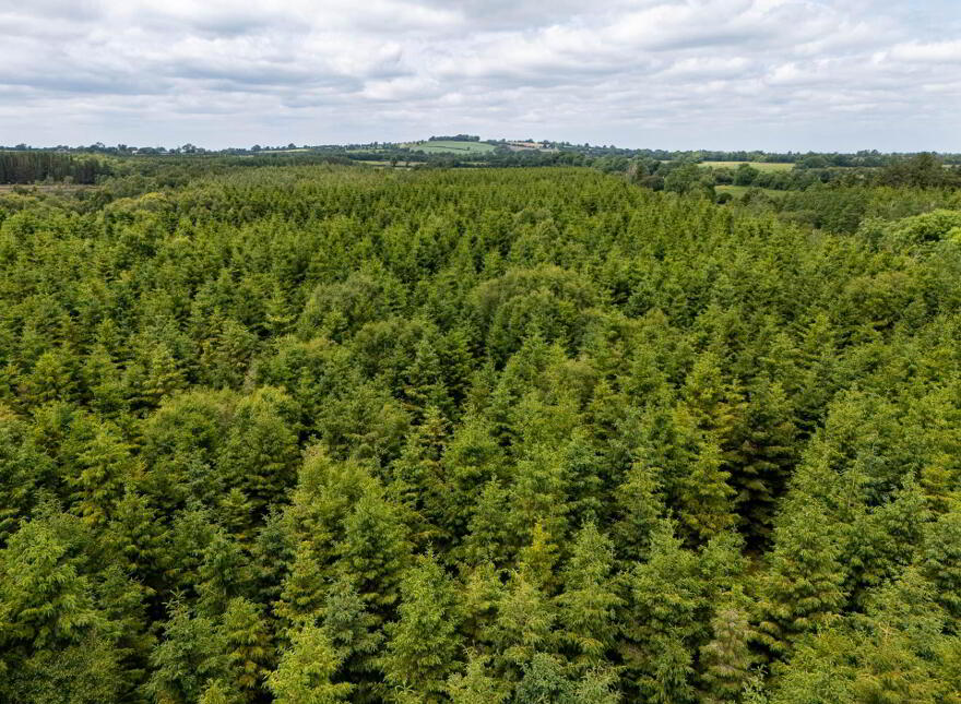 Curragh, Cadamstown