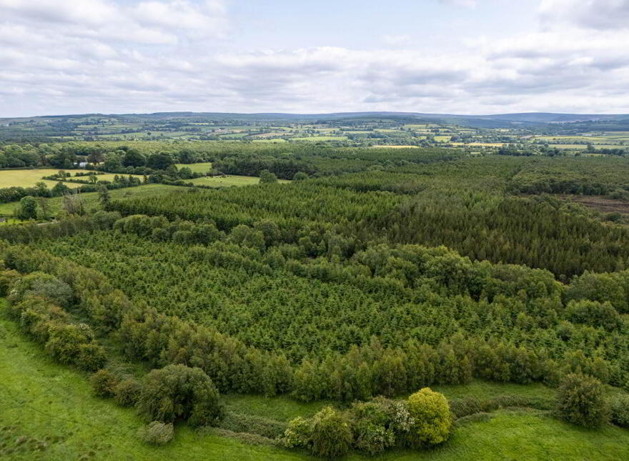 Curragh, Cadamstown