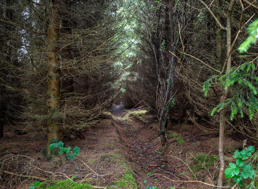 Curragh, Cadamstown