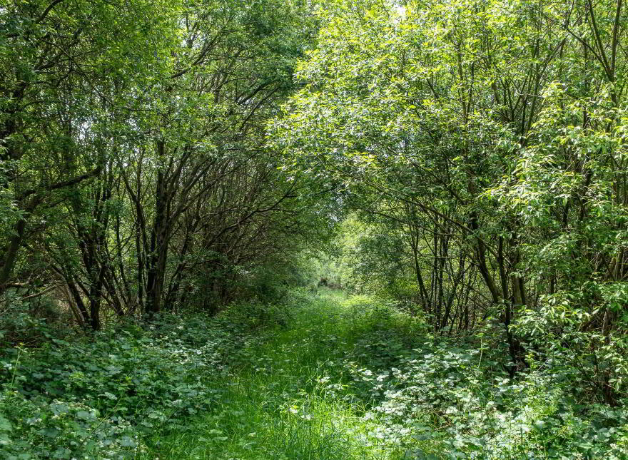 Curragh, Cadamstown