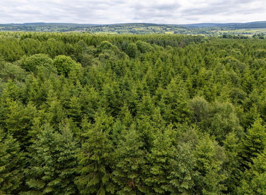 Curragh, Cadamstown