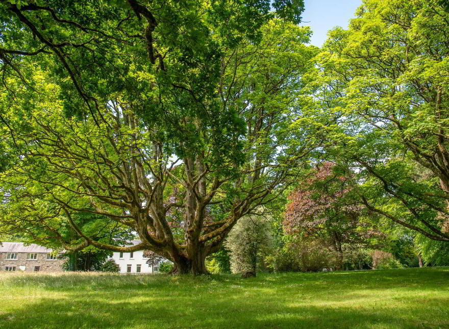Fort Royal, Rathmullan, F92E067