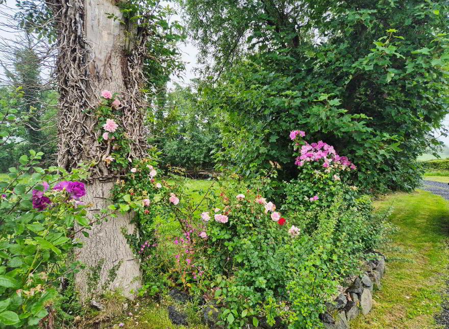 Plum Tree Cottage, 55 Newbridge Road, Coleraine, BT52 1TR