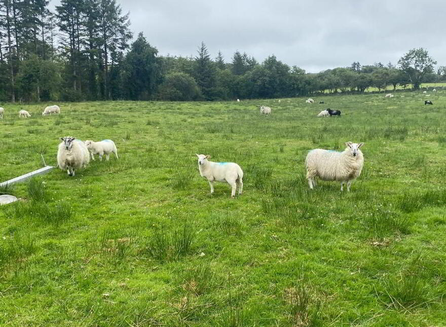 Drumbeagh, Mountcharles, Donegal, F94DD56