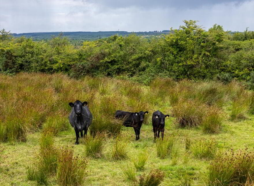 Cuilbeg, Rooskey, N41ND79