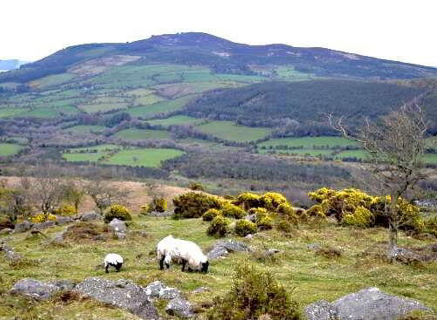 Fairgreen, Kilmacthomas, X42XT86