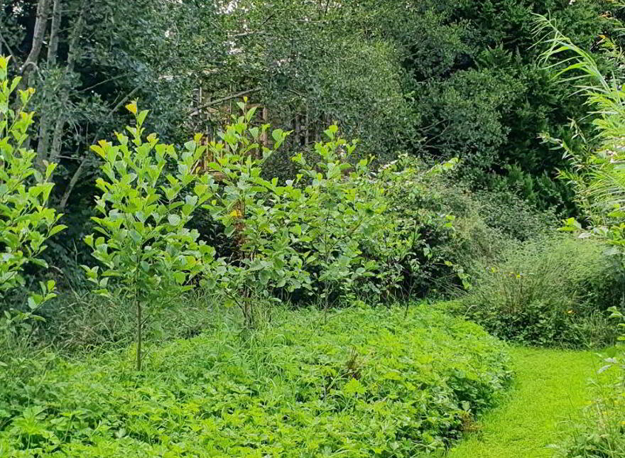 Rose Cottage, Ballincurry