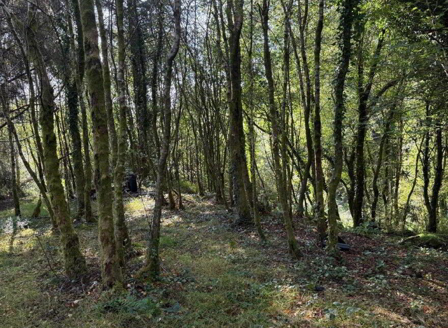 Raheelin, Kiltyclogher, F91W291