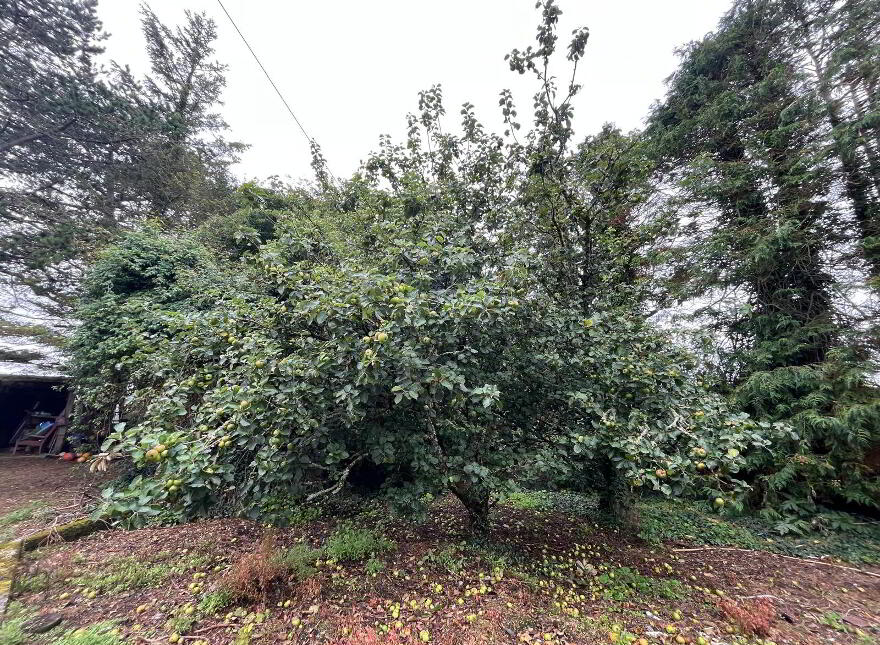 Farranmacfarrell, Ballina, Dromore West, F26P682