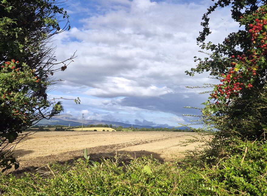 Knockevagh, Rathvilly, R93VP78