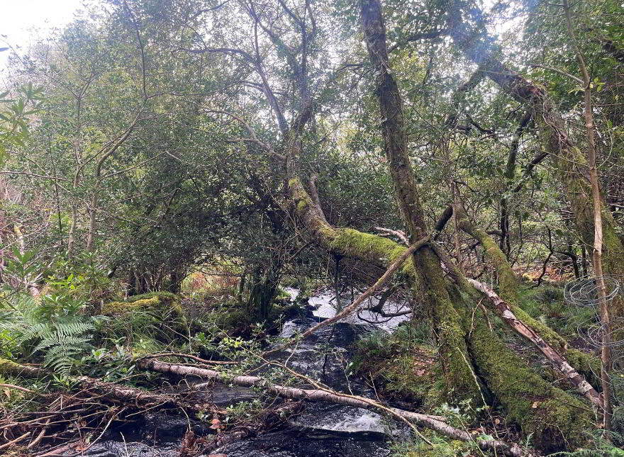 Tooreen, Glengarriff