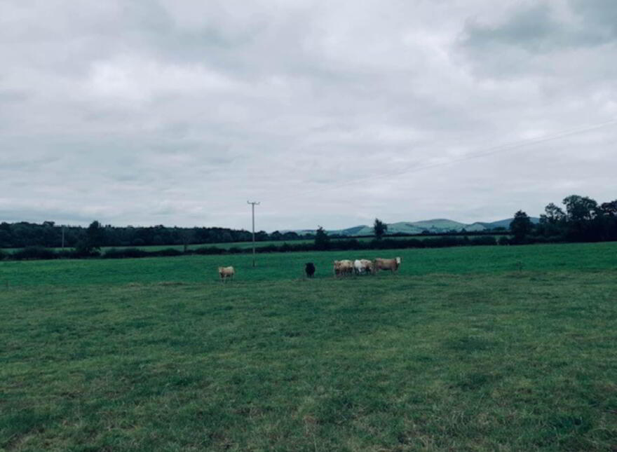 22.23 Ha Mea Or 54.93 Acres ( 60 Acres Per Folio), Millbrook, Ballinacl...Nenagh