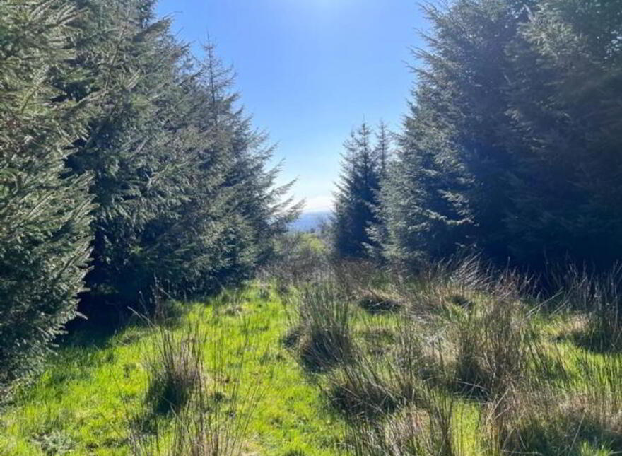 Mullaghgarve, Aughacashel, Drumshanbo, Leitrim, N41CC82