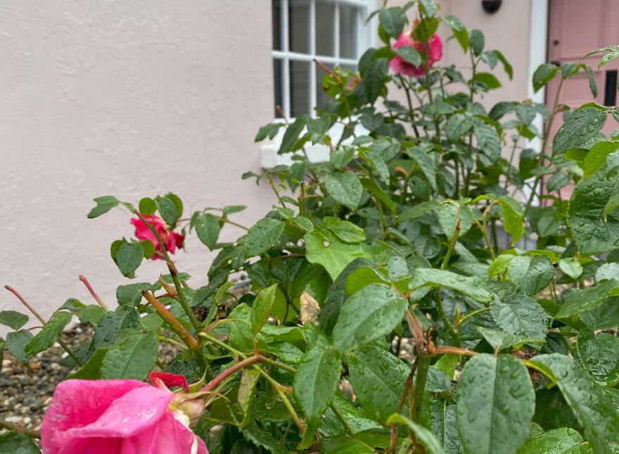 Black Causeway Cottage, 21 Castle Ward Road, Strangford, BT30 7LU