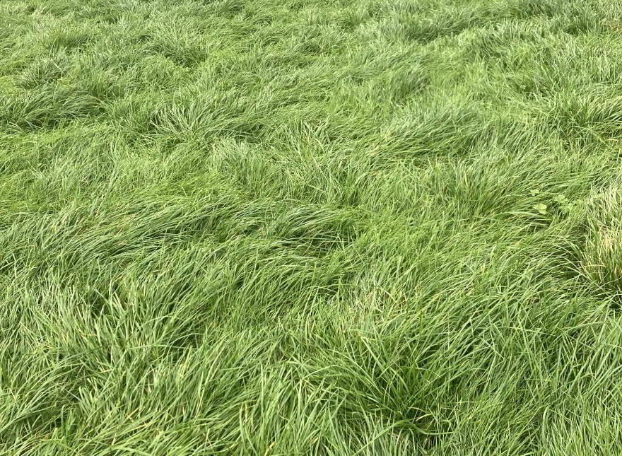 70 Acres 4th Cut Silage, Ballynahatty, Fintona, Omagh, BT78 2NB photo