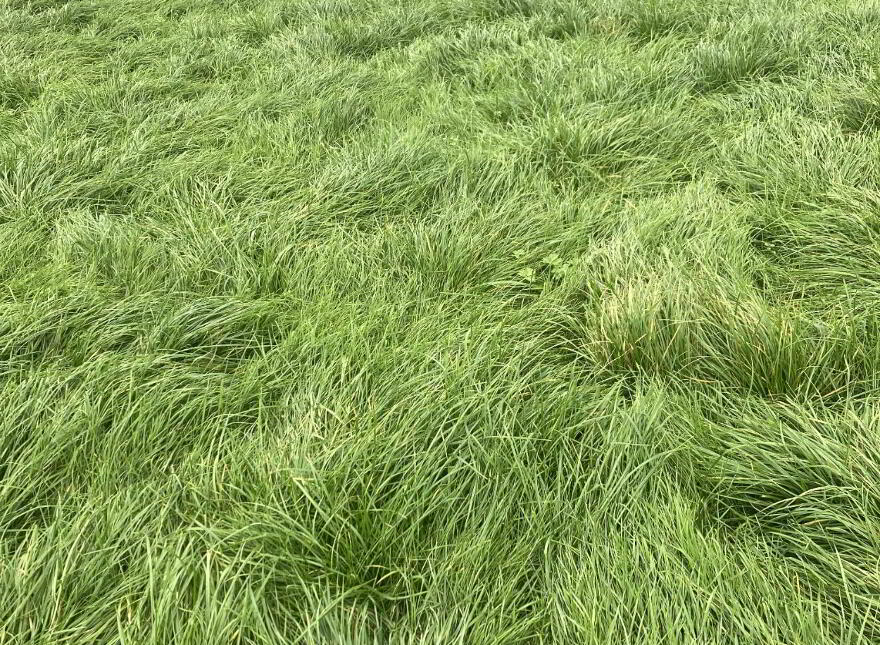 70 Acres 4th Cut Silage, Ballynahatty, Fintona, Omagh, BT78 2NB