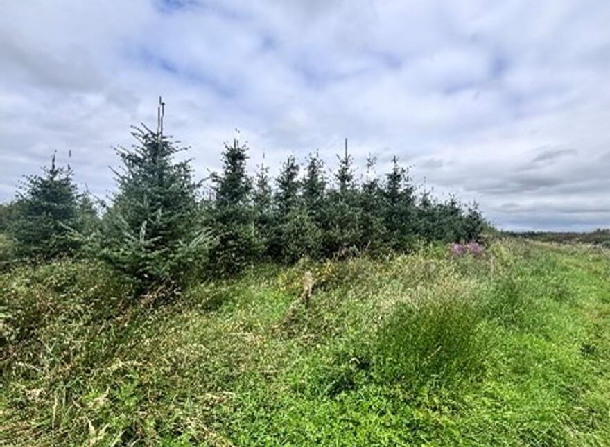 Cloonmore, Doonbeg
