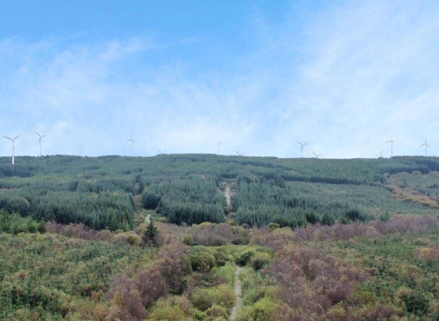 Forestry Land, Cappagh, Kilflynn