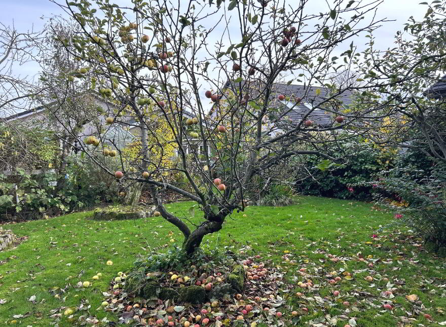 8 Birchgrove, Cookstown, BT80 8XR