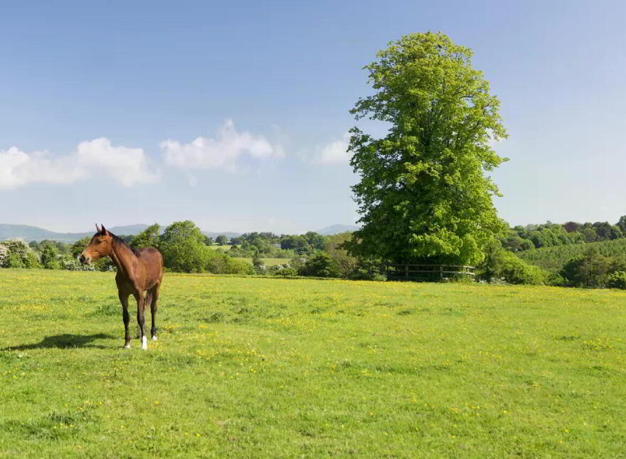 Ballygriggan House, Ballygriggan, Castletownroche, P51XD54