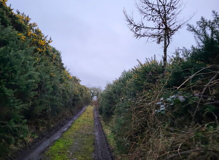 Crehelp, Dunlavin, W91F2H1
