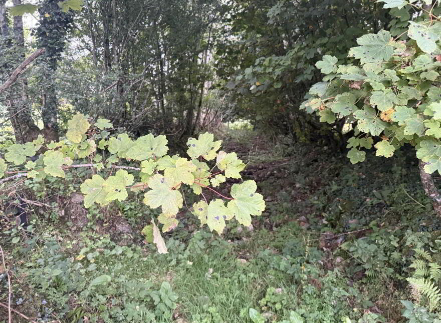 Clooncan, Ballinlough, F45K290