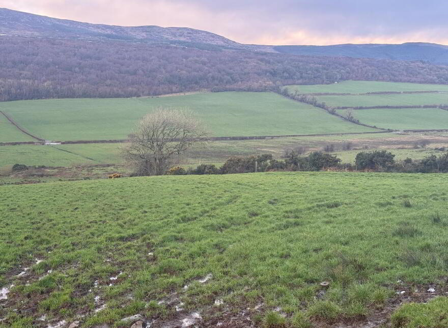 Drumhaggart, Muff