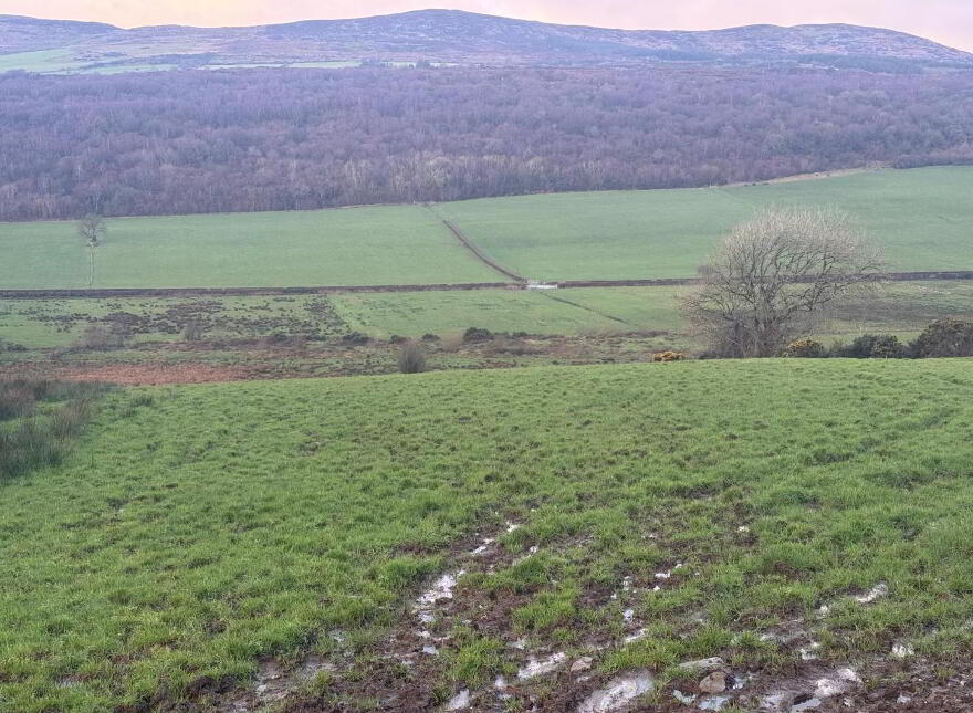 Drumhaggart, Muff