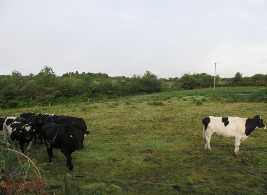 Ratharoon, Bandon