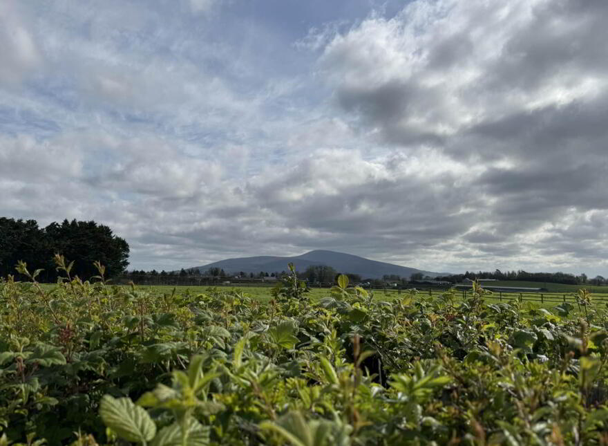 Clashaniska, Clonmel, E91HT32