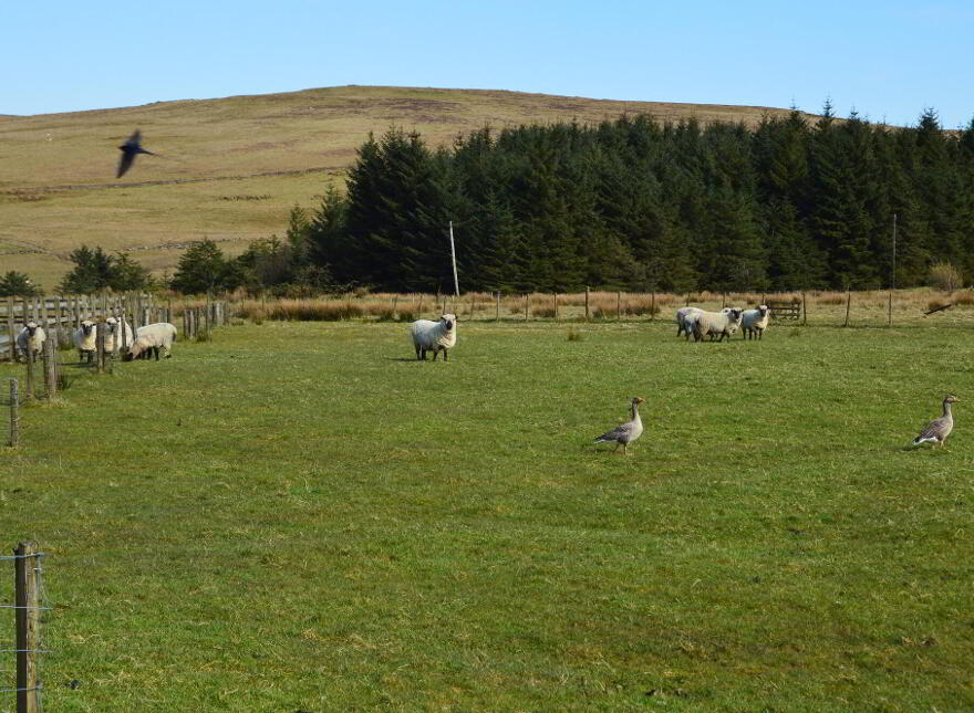 Goose Green Farm, 54 Starbog Road, Kilwaughter, Larne, BT40 2TJ