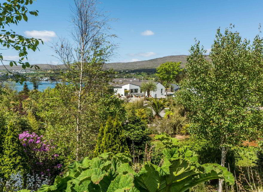 Coosheen, Schull, Ballydehob, P81X702