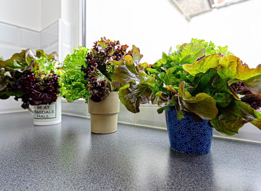 64 Ogilvie Street, Woodstock Road, Belfast, BT6 8NH