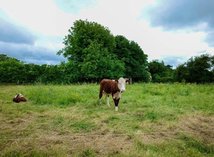 Ballinard, Herbertstown, V35P738
