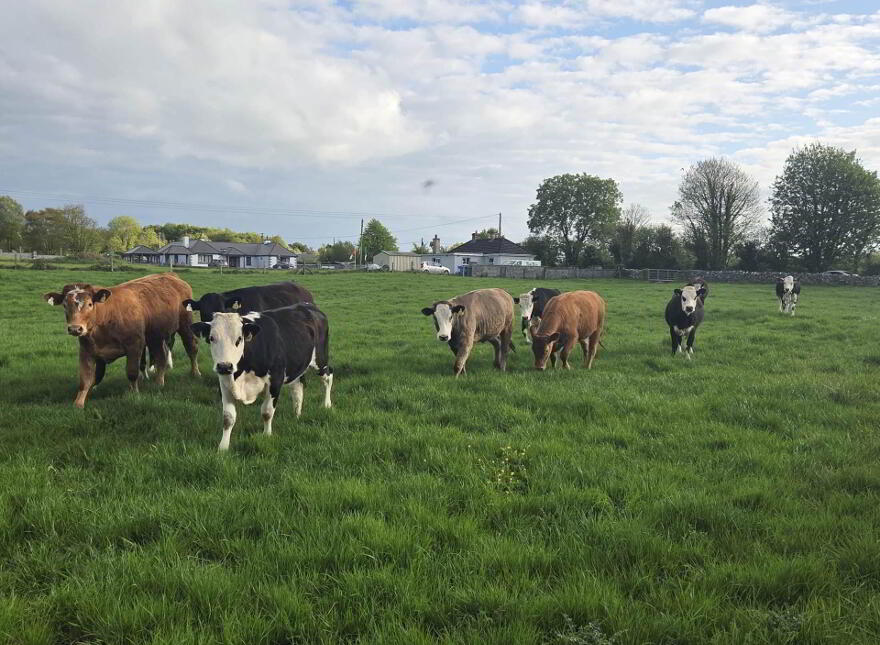 Curraghchase, Askeaton, V94R2D8