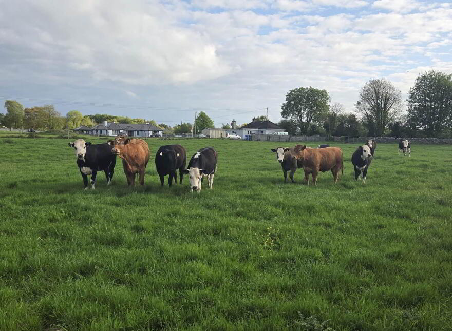 Curraghchase, Askeaton, V94R2D8