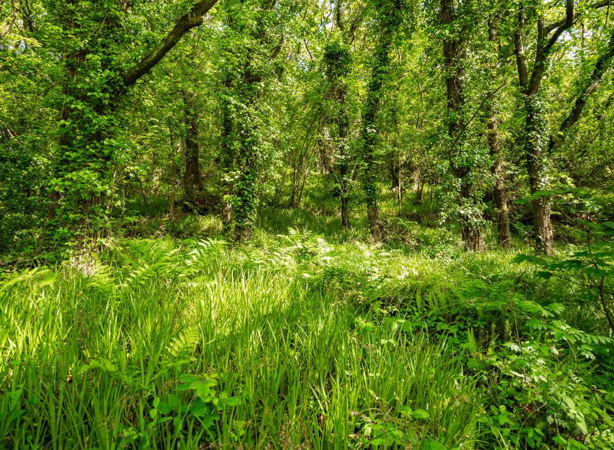 Woodlands, Lisfannon, Fahan, F93W9K6