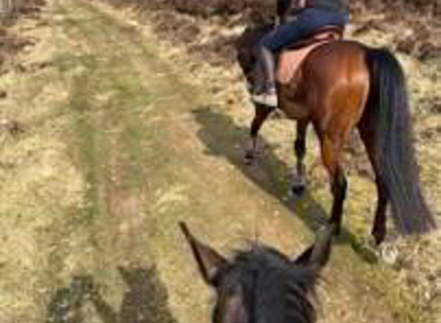 Kyleatlea, Mullinahone, E41W314