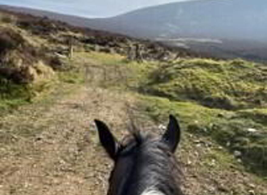Kyleatlea, Mullinahone, E41W314