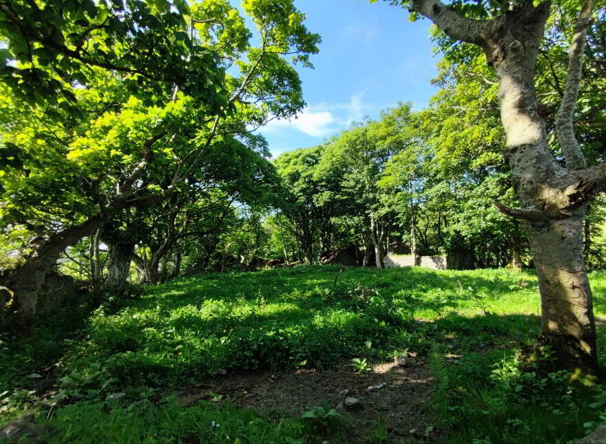 Derelict Cottage, C. 24.66 Acres, Springfield, Tamney, F92H308