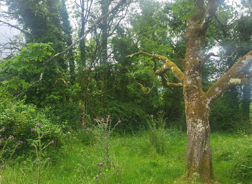 Lavagh, Drumsna