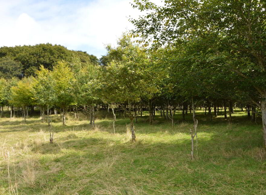 140M SW Of, Irish Hill Road, Straid, Ballyclare, BT39 9NQ